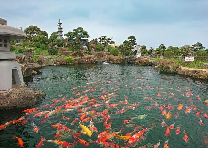 Hồ cá Koi ở Dũng Tân 