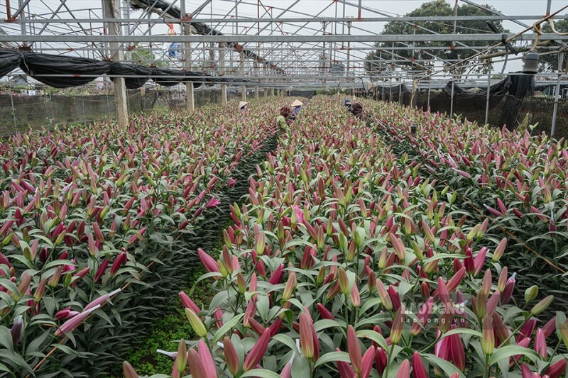 Hoa Ly chuẩn bị được thu hoạch