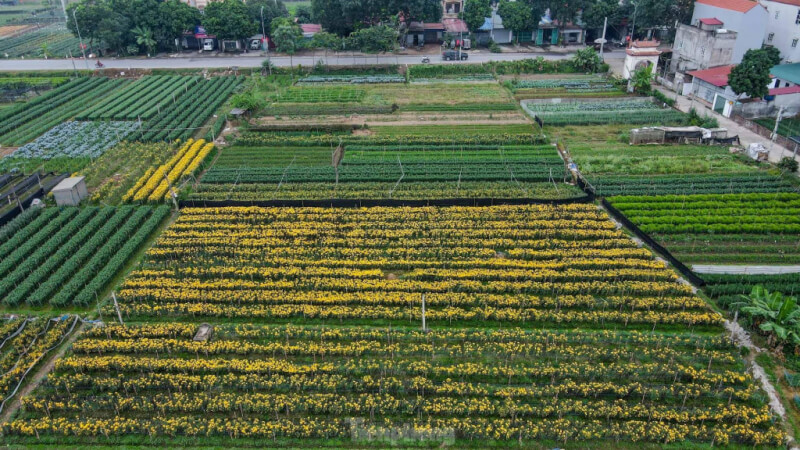 Ruộng hoa Mê Linh