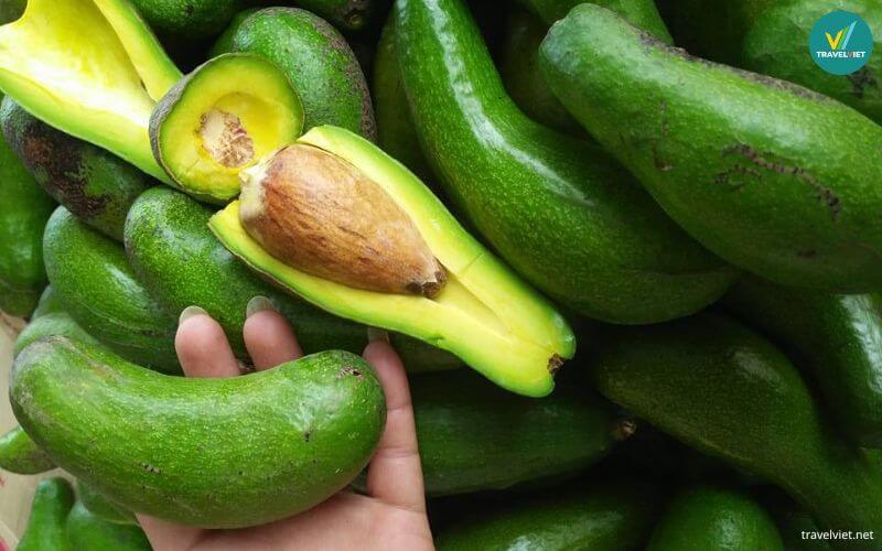 Bơ sáp Đắk Lắk