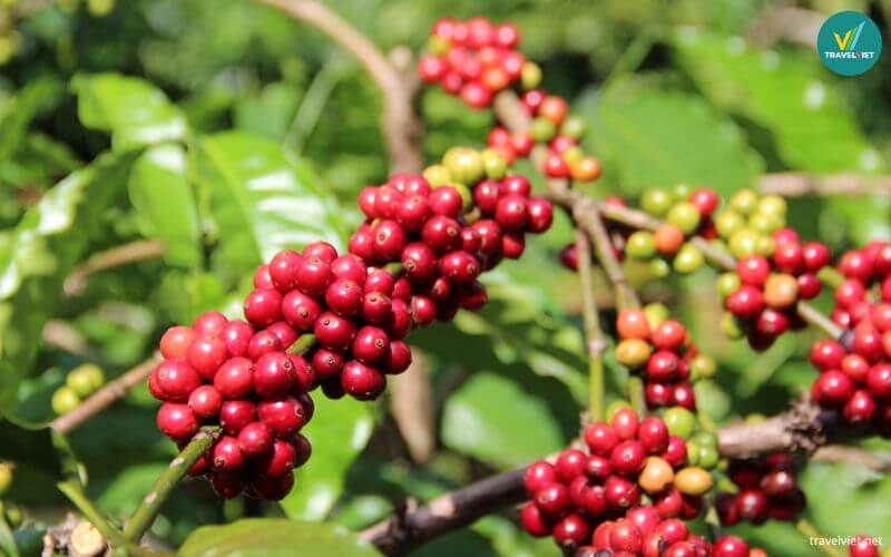 Cà phê Đắk Lắk