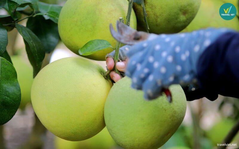Trái cây đặc sản Hà Tĩnh