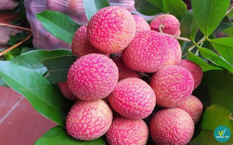 Vải trứng Hưng Yên