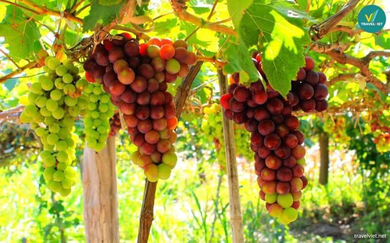 Tham quan vườn nho Thái An