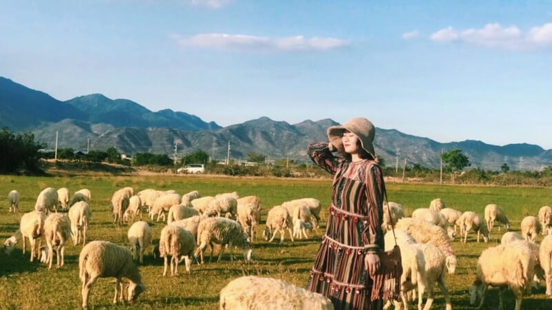 Check-in cánh đồng cừu An Hòa