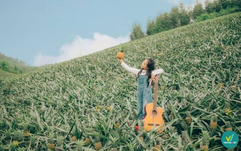 Check-in đồi dứa Tam Điệp