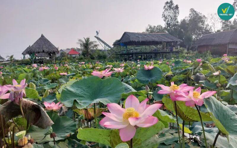 Khu du lịch Đồng Sen Tháp Mười