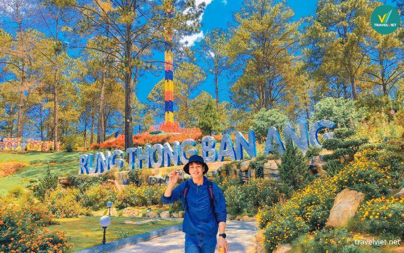 Rừng thông Bản Áng