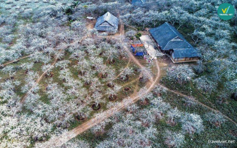 Thung lũng mận Nà Ka