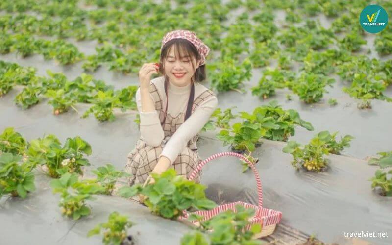 Chimi Farm Vườn Dâu Tây Mộc Châu