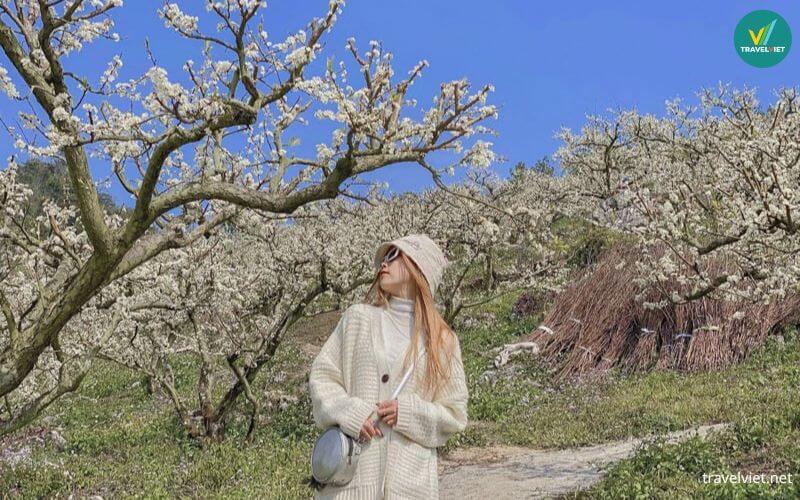 Du lịch tháng 1 ở Mộc Châu