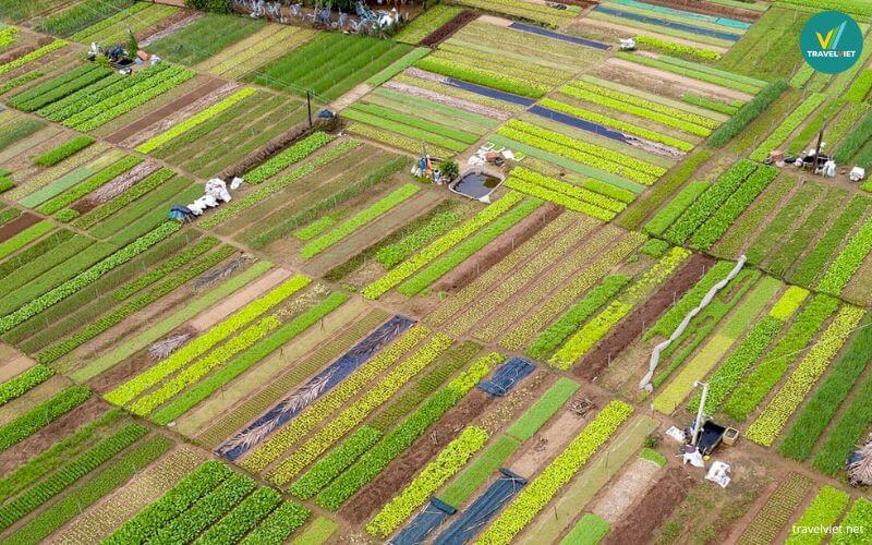 Làng rau Trà Quế