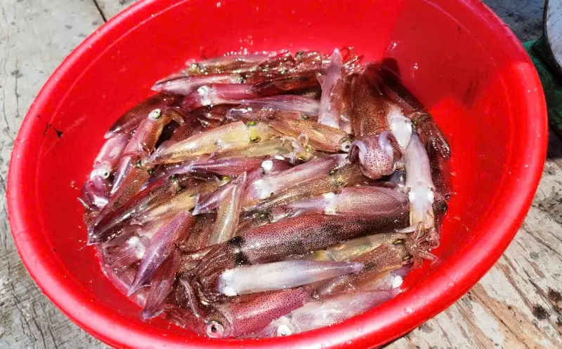 Mực nhảy Vũng Áng