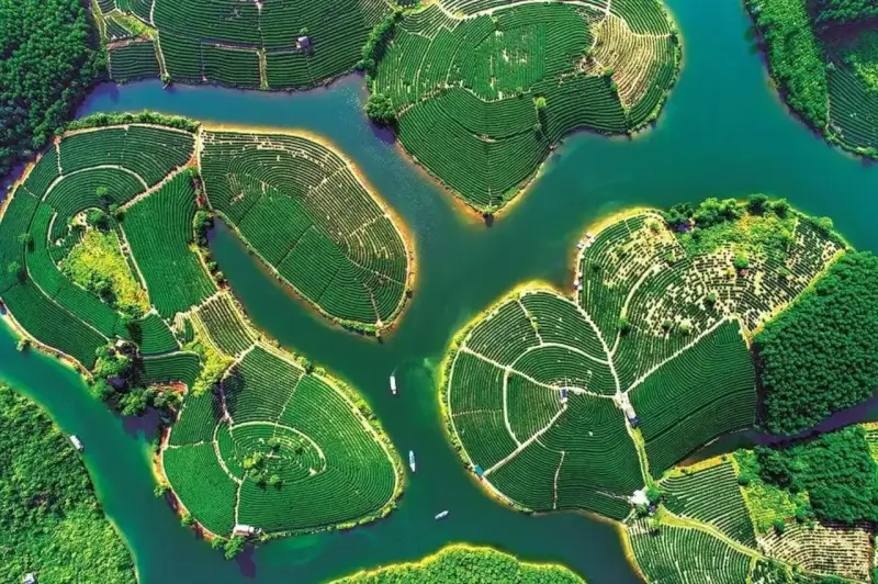 Đồi chè Thanh Chương Nghệ An