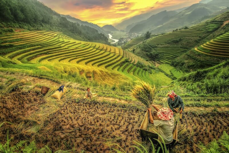 Tour du lịch Mù Cang Chải