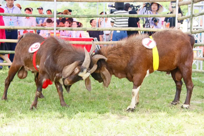 Lễ hội chọi dê Mù Cang Chải