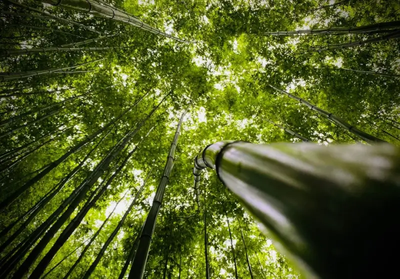 Rừng trúc Mù Cang Chải