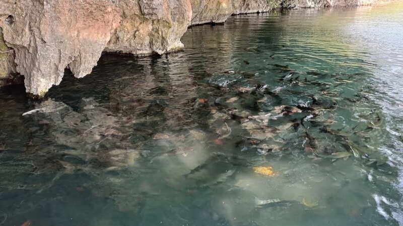 珍珠水中的神鱼群