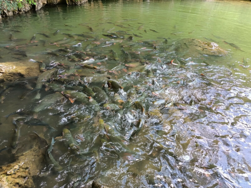 Van Nho 神奇鱼流