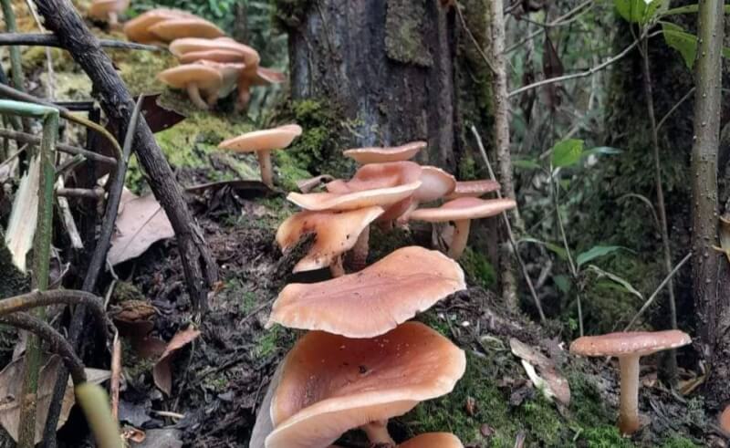 Nấm hương rừng Y Tý - Đặc sản làm quà