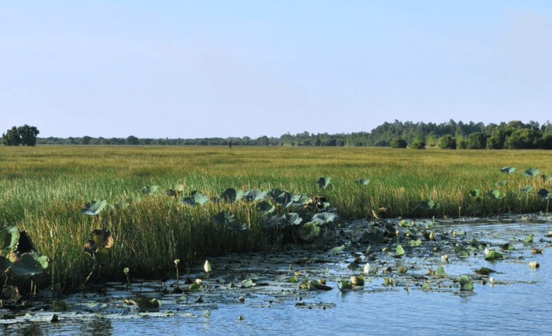 Bãi lúa trời – biểu tượng sinh thái đặc trưng