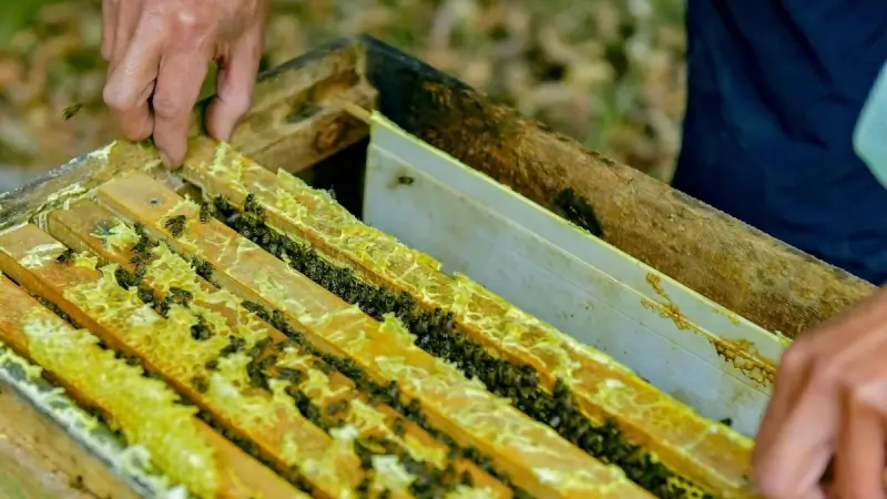 Các cơ sở nuôi ong thường nằm dọc những tuyến đường nhỏ gần bến đò Thới Sơn