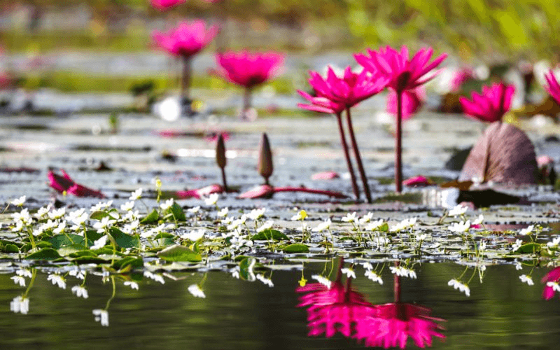 Đồng sen – súng và thảm thực vật mùa nước nổi