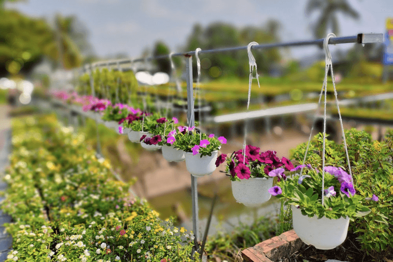 Hoa và cây kiểng