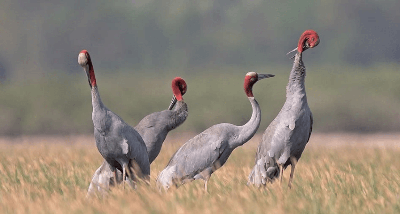 Khu vực phân bố sếu đầu đỏ (Phân khu A1 – B3, theo mùa)