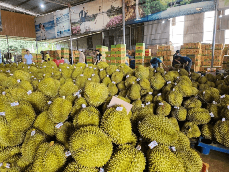 Sầu riêng Cái Bè nổi tiếng
